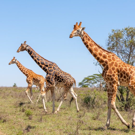 Scopri l'emozine di un safari in Kenya o Tanzania