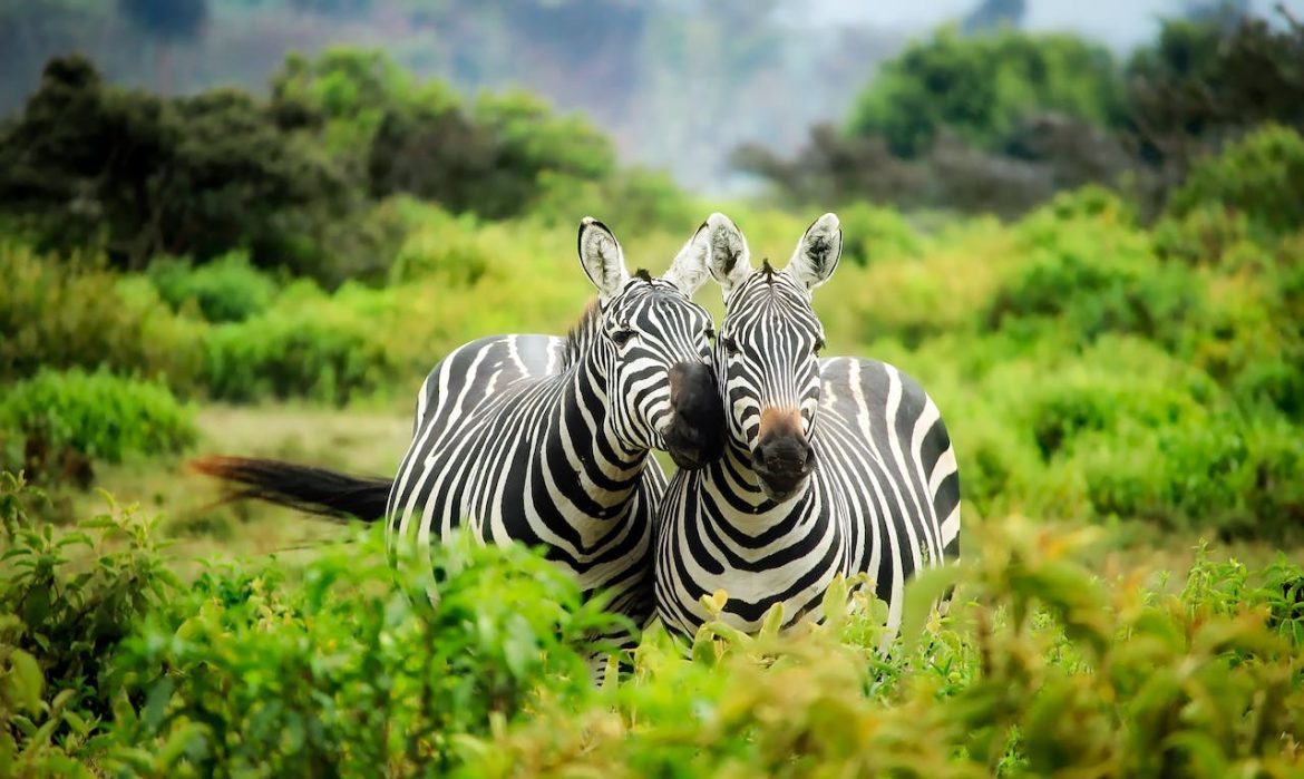 Un viaggio in Africa non può dirsi completo senza un emozionante safari